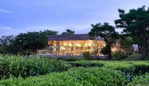 green tea farms in Jeju Island - South Korea - travel - K-Drama - Korean skincare products - Airbnb - Innisfree- Jejuhouse