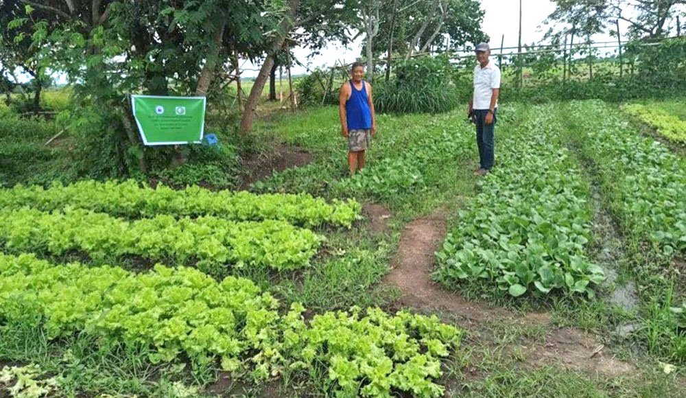 organic vegetables - communal vegetable farms - community pantry - Peking duck farms - Valladolid - Negros Occidental - lettuce