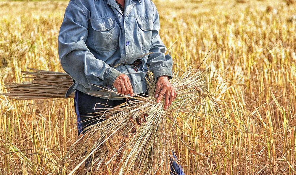 rice farmer - agriculture - farming - Asian farmer
