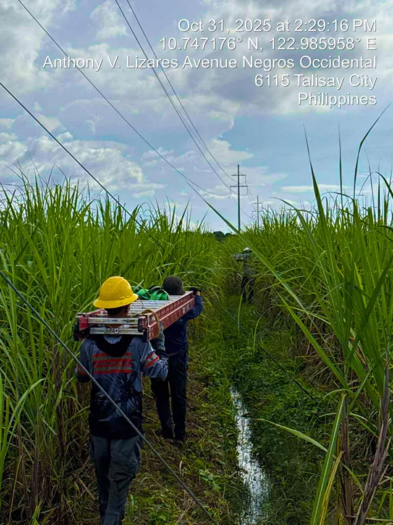 egros Power ground crew are hard at work in the middle of a vast sugarcane field in Talisay City, repairing and maintaining the Silay–Bacolod subtransmission line!